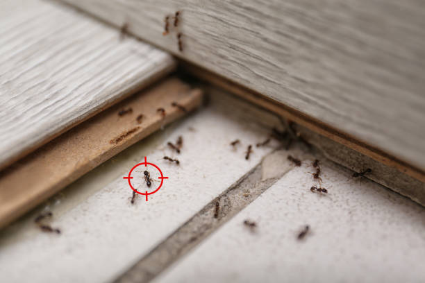Best Pest Control Near Me in Redland, TX