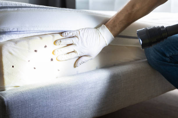 Best Mosquito Control Services  in Redland, TX