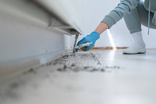 Best Insect Control  in Redland, TX